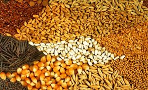 عدم انتخاب خوراک دام و طیور